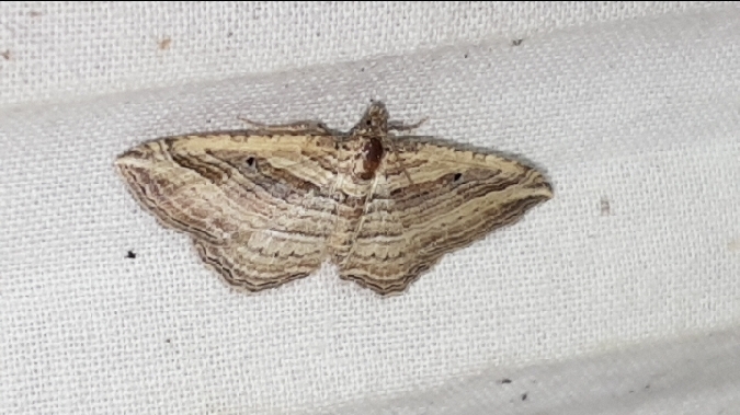 Costaconvexa polygrammata  - Melchior Viallet