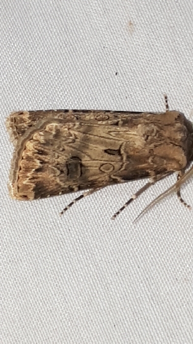 Noctuelle trapue  - Melchior Viallet