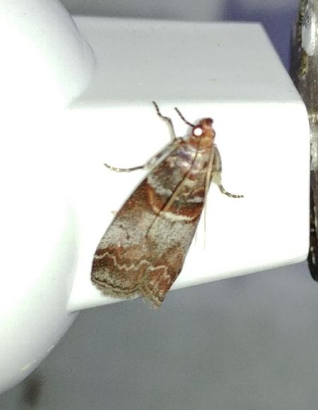 Acrobasis advenella 