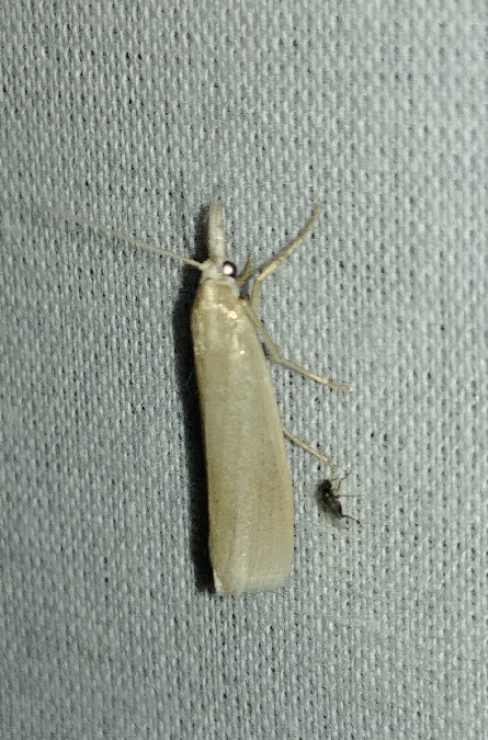 Crambus perlé 