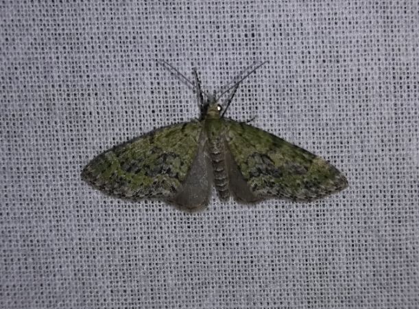 Acasis viretata  - Thomas Lux