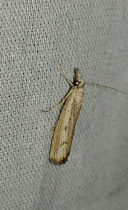 Agriphila geniculea 