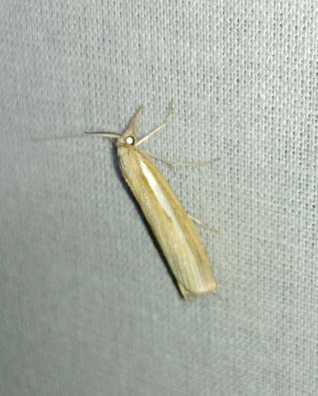 Crambus des tiges 