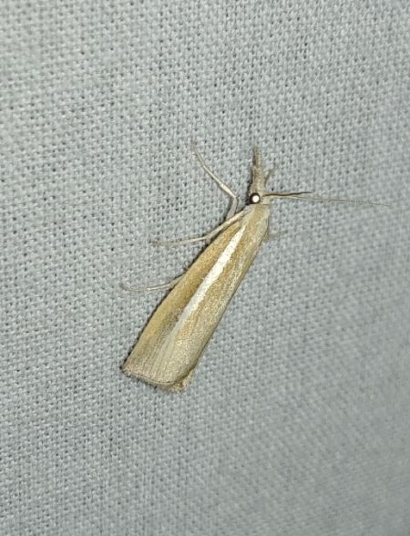 Crambus des tiges 