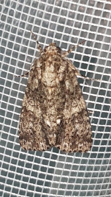 Noctuelle de la patience  - Melchior Viallet