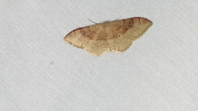 Acidalie dégénérée  - Melchior Viallet