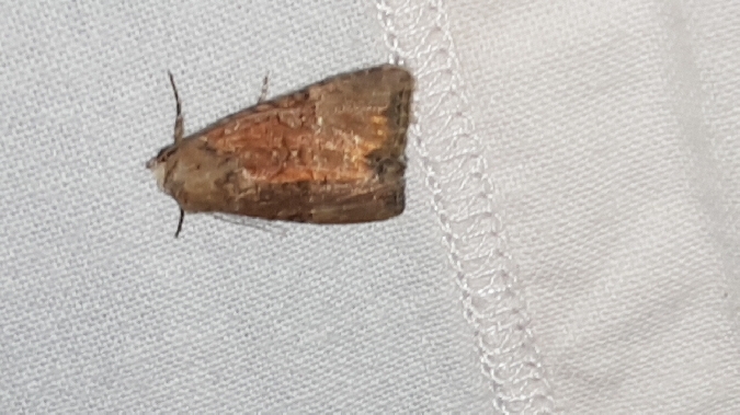 Mesoligia furuncula  - Melchior Viallet