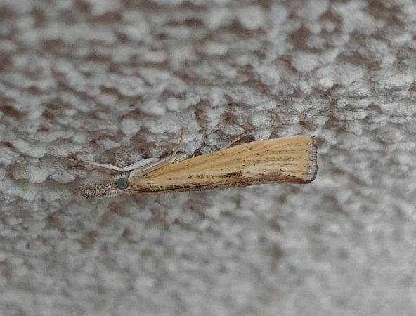 Agriphila inquinatella 