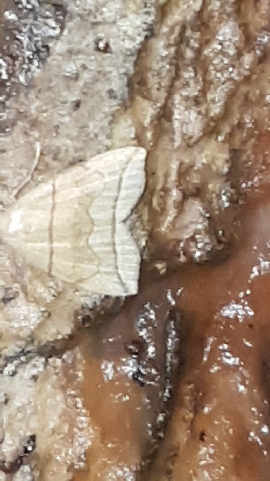 Herminia grisealis  - Melchior Viallet