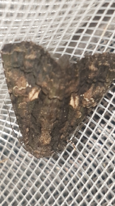 Aedia leucomelas  - Melchior Viallet