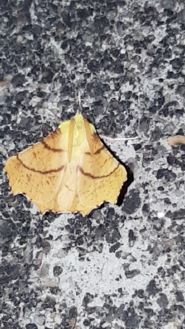 Ennomos alniaria  - Melchior Viallet