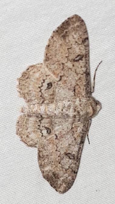 Ascotis selenaria  - Melchior Viallet