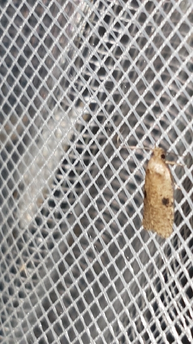 Agonopterix propinquella  - Melchior Viallet