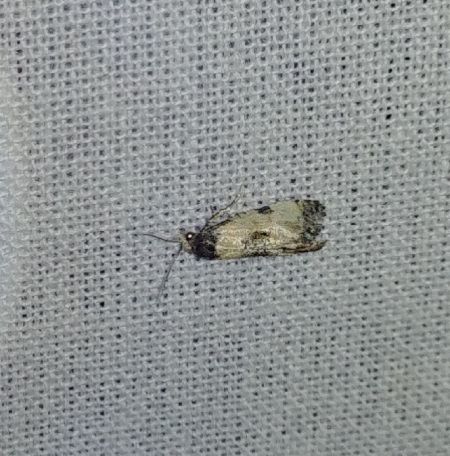 Cochylis dubitana 