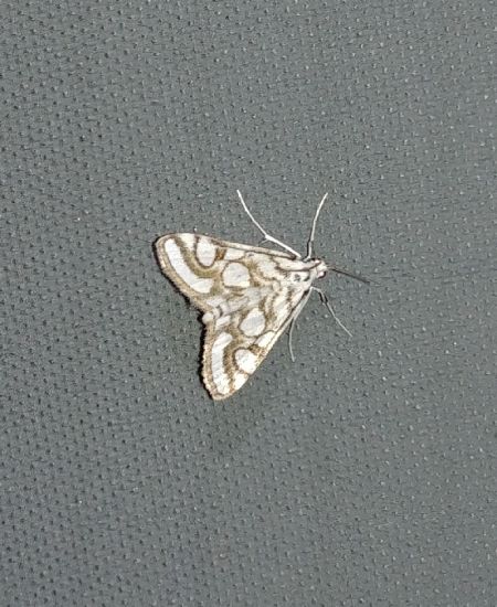 Nymphula nitidulata 