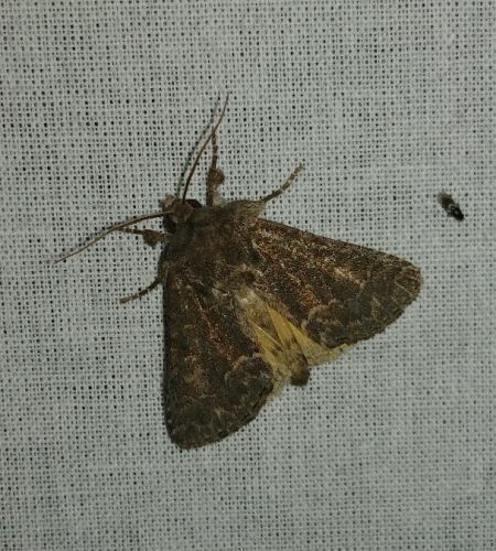 Noctuelle cythérée 