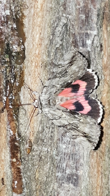 Catocala electa  - Melchior Viallet