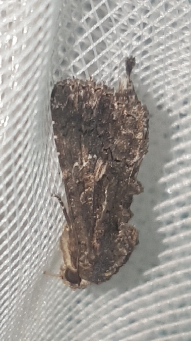 Aedia leucomelas  - Melchior Viallet