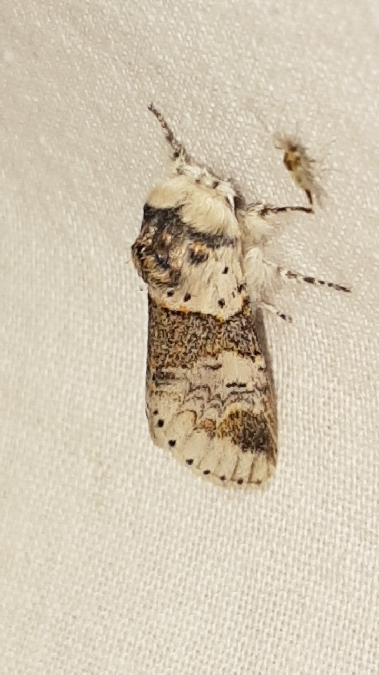 Harpye fourchue  - Melchior Viallet