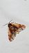Bombyx capuchon  - Melchior Viallet