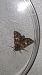 Anarta myrtilli  - Melchior Viallet