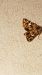 Anarta myrtilli  - Melchior Viallet