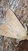 Mythimna vitellina  - Melchior Viallet