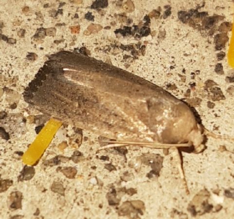 Proxenus hospes  - Melchior Viallet