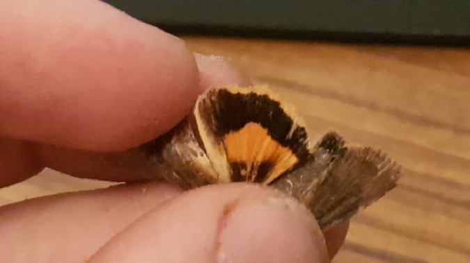 Collier soufré  - Melchior Viallet