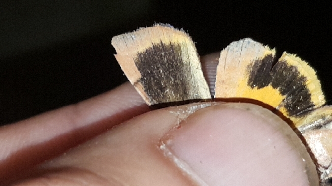 Collier soufré  - Melchior Viallet