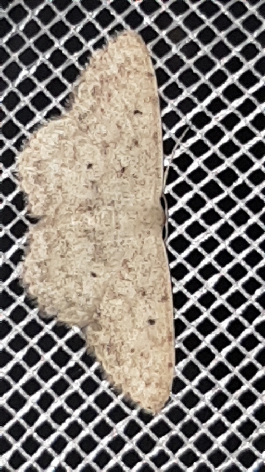 Scopula marginepunctata  - Melchior Viallet