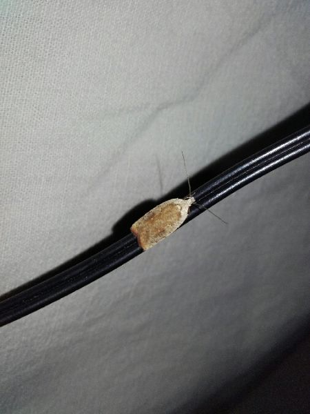 Agonopterix nervosa  - Sylvain Lethuillier