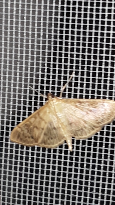 Pyrale du Houblon  - Melchior Viallet