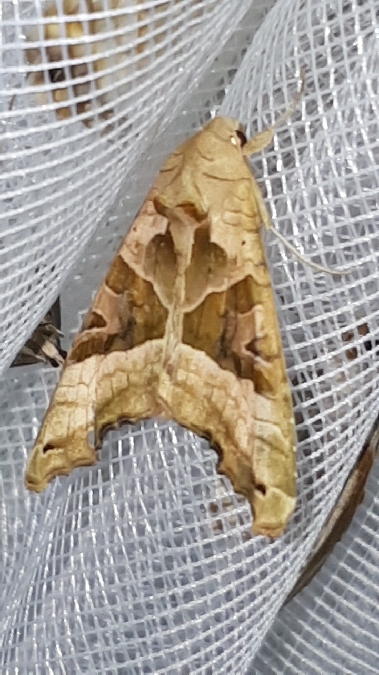 Méticuleuse  - Melchior Viallet