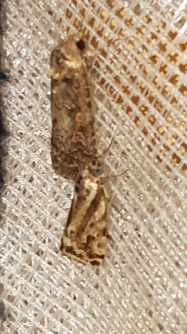 Spodoptera exigua  - Melchior Viallet