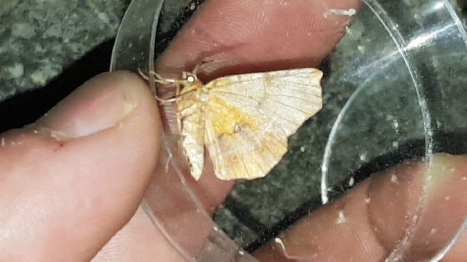 Ennomos illunaire  - Melchior Viallet