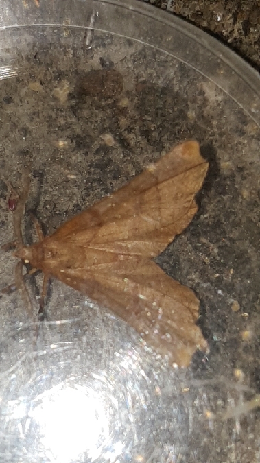 Ennomos illunaire  - Melchior Viallet