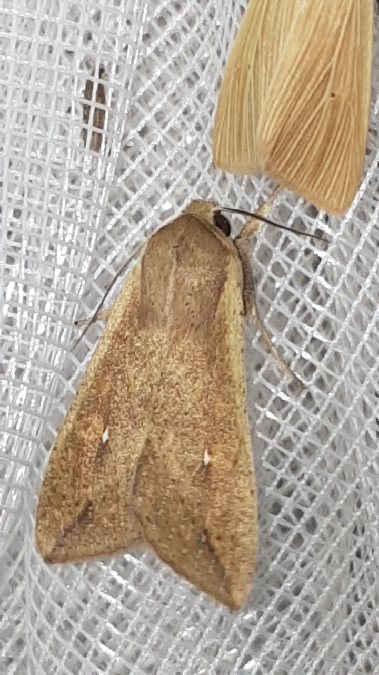 Mythimna unipuncta  - Melchior Viallet