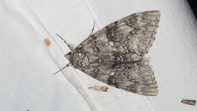 Catocala fraxini  - Melchior Viallet
