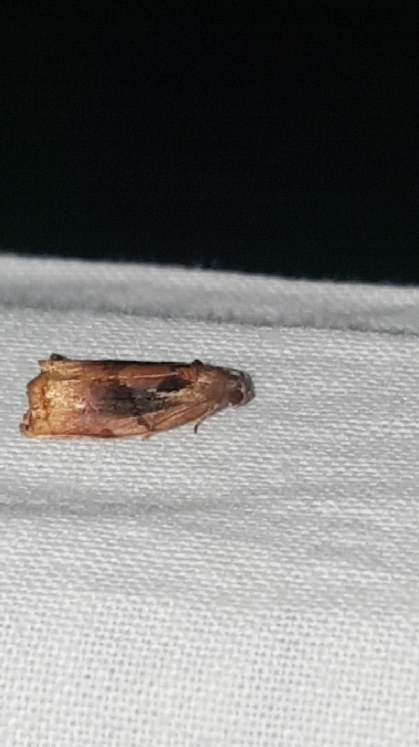 Archips podana  - Melchior Viallet