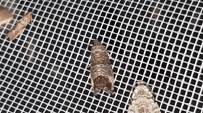 Cydia pomonella  - Melchior Viallet