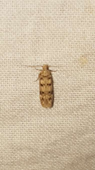 Bryotropha domestica  - Melchior Viallet