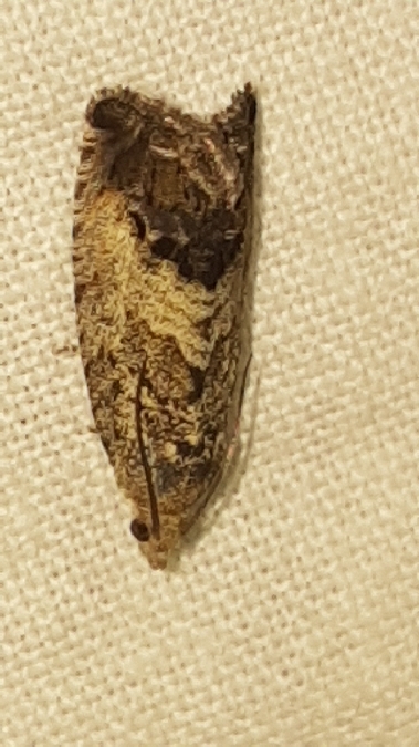 Cydia splendana  - Melchior Viallet