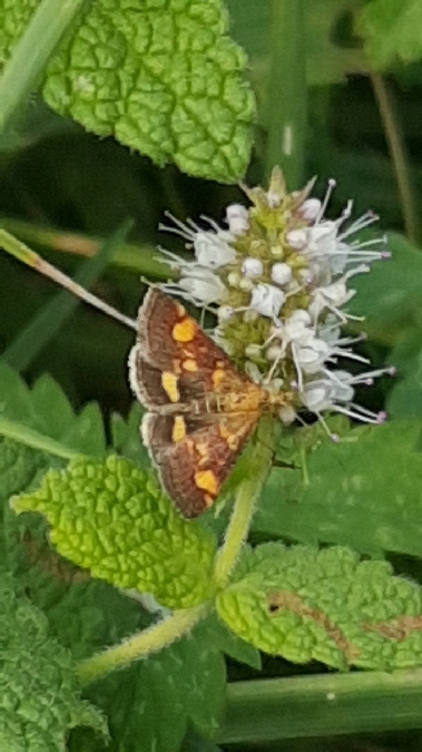 Pyrale de la menthe  - Melchior Viallet