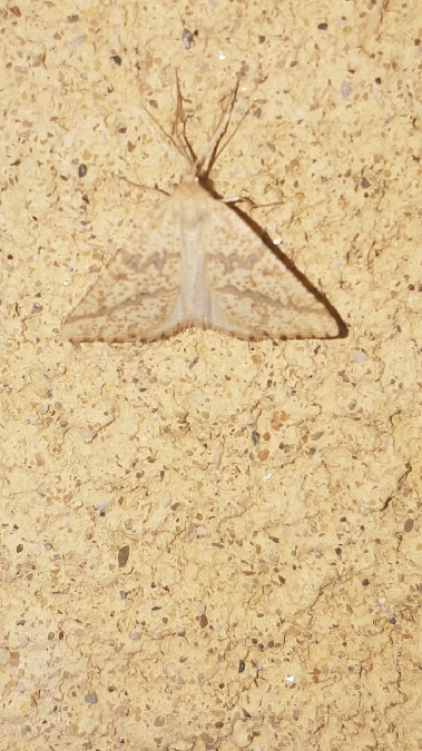 Aspitates ochrearia  - Melchior Viallet