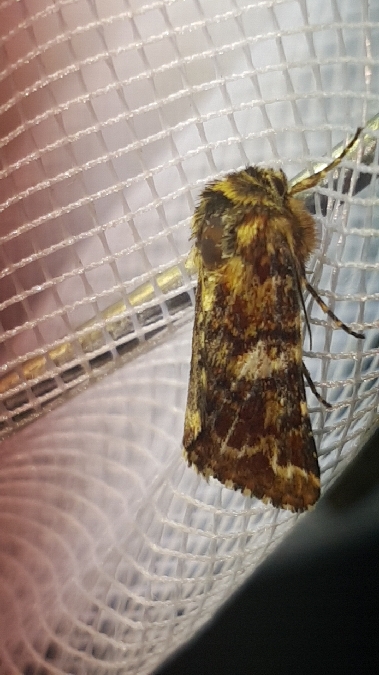 Anarta myrtilli  - Melchior Viallet