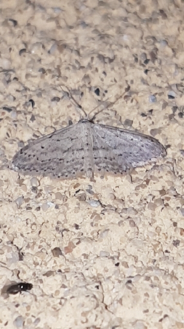 Vieillie  - Melchior Viallet