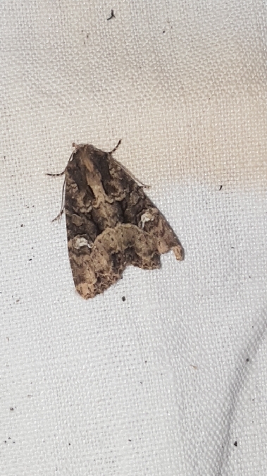 Mesapamea secalis / secalella  - Melchior Viallet