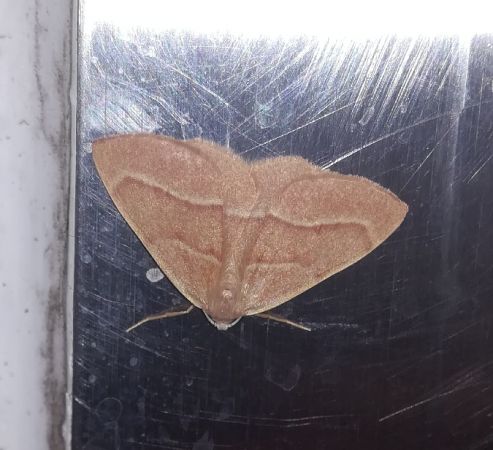 Hylaea fasciaria  - Thomas Lux