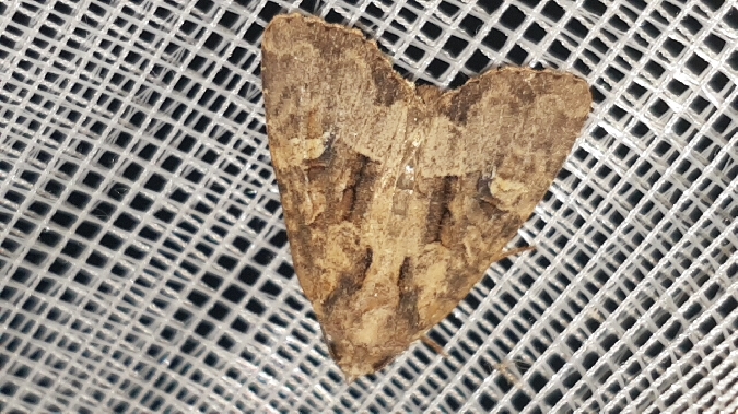 Mesapamea secalis / secalella  - Melchior Viallet